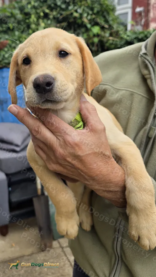 FTCH Sired Labrador Puppies
