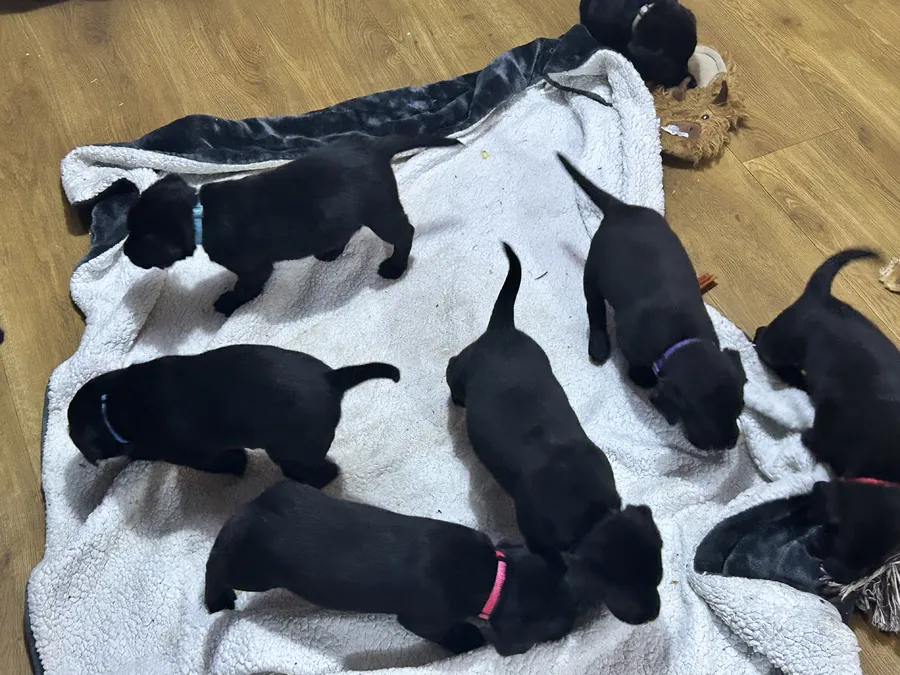 Hereditary Clear KC registered labradors