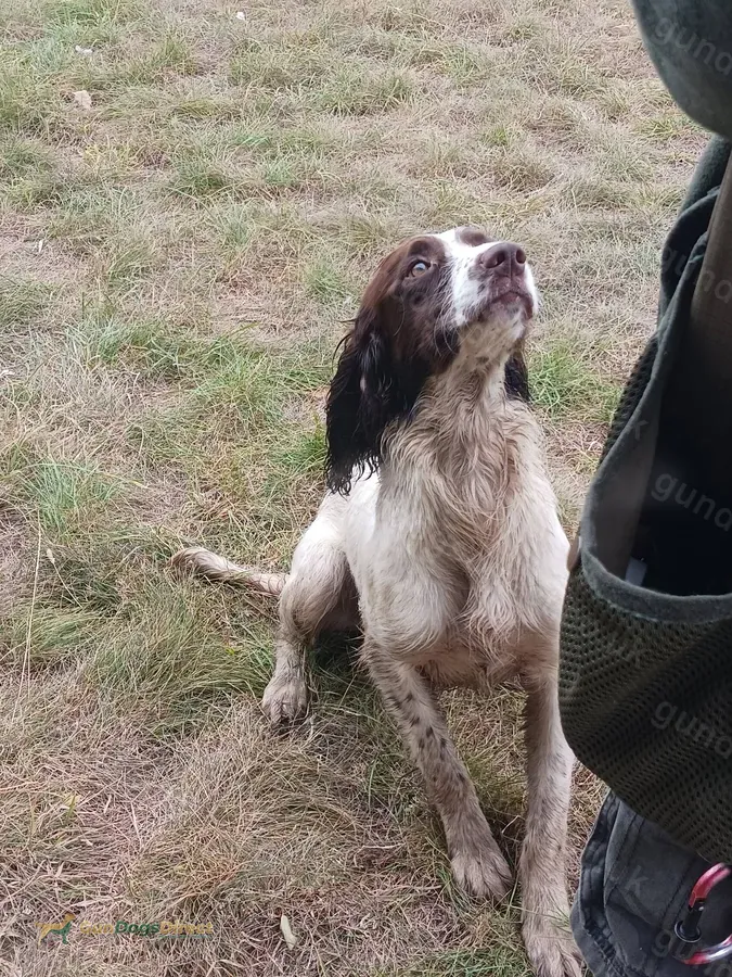 Young Springer Dog Pup Part Trained