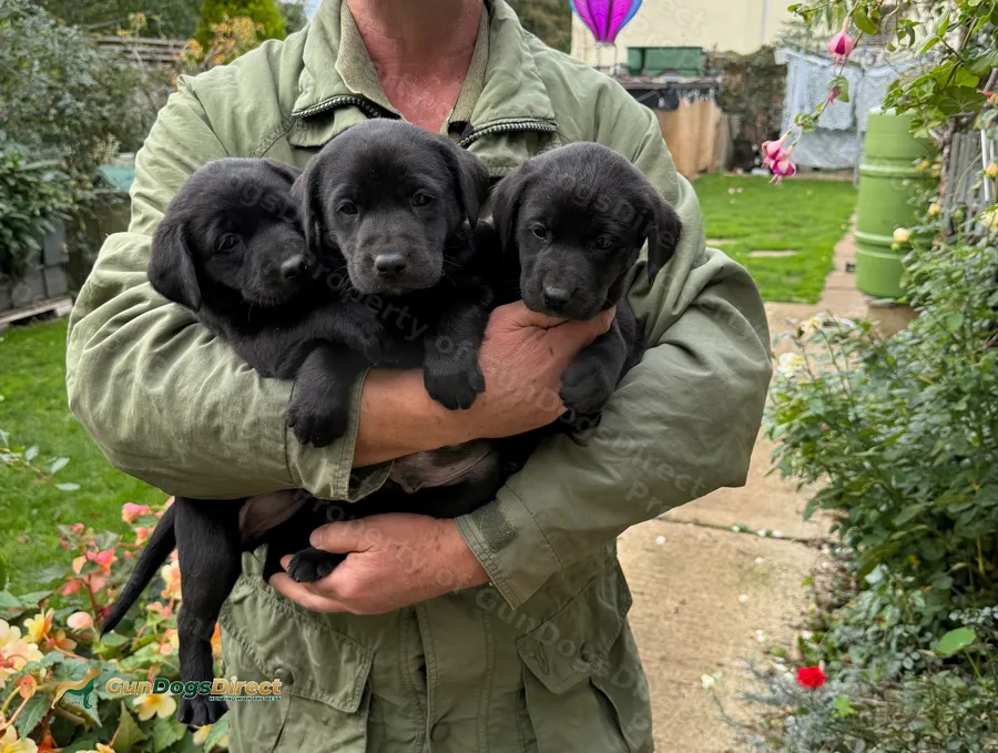 Lab Cocker WORKING LABRADOR PUPPIES | GunDogsDirect
