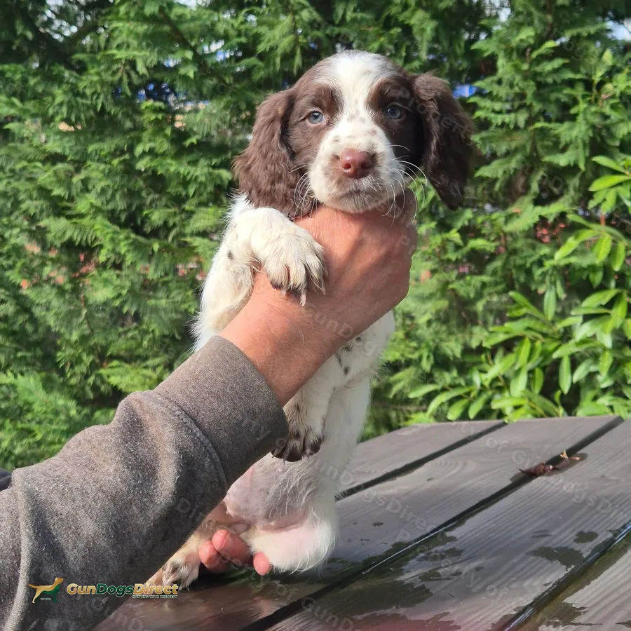 I litte girl left looking for her forever home