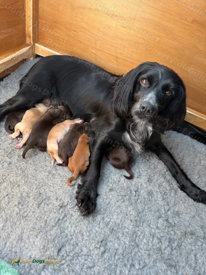 Working Cocker spaniel pups