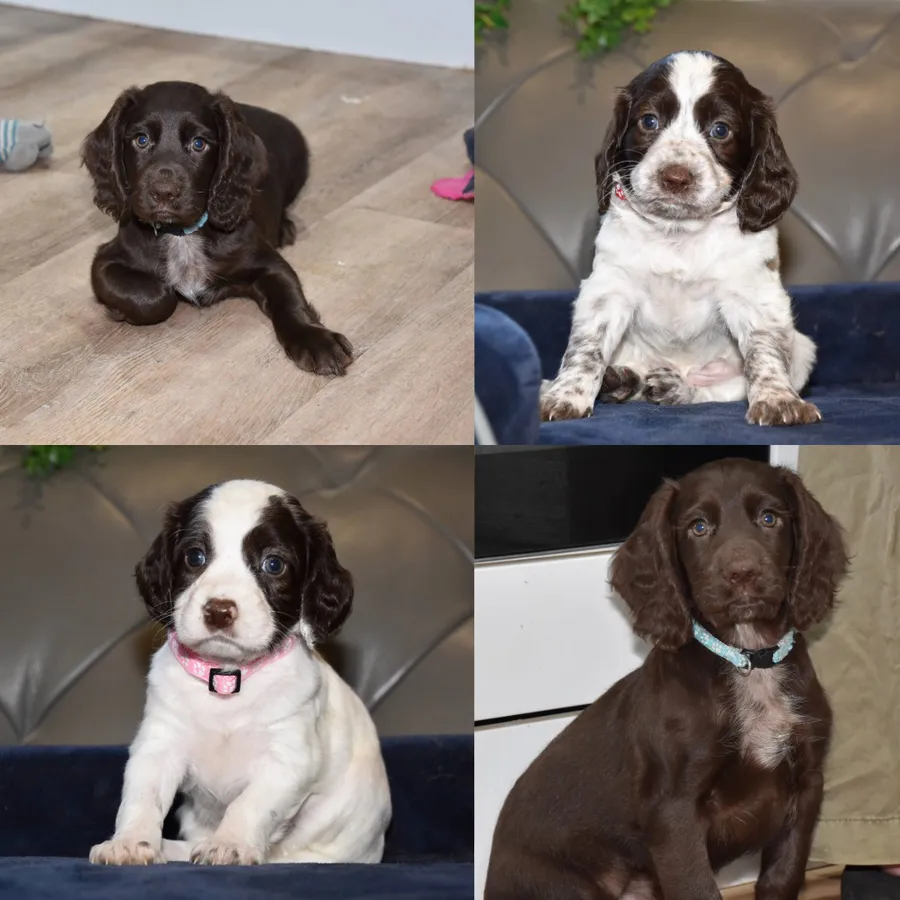 Kc Reg Health Tested Cocker Spaniel Puppies