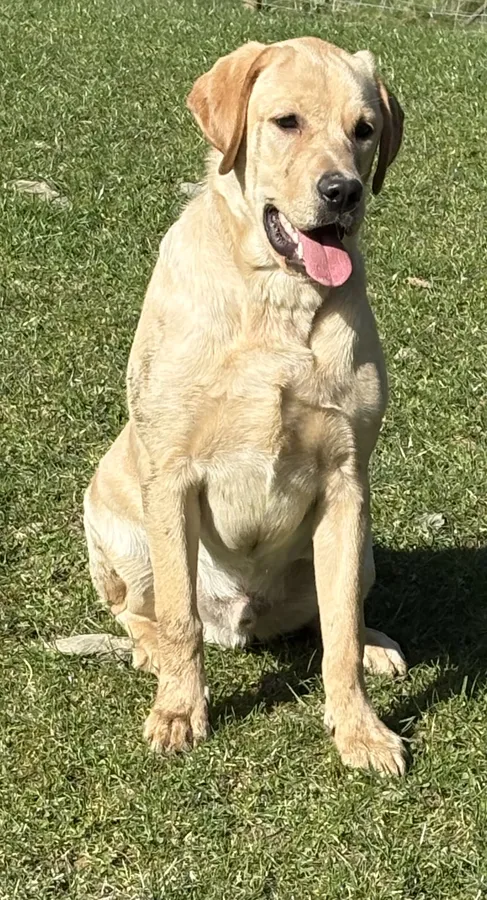 8 month old male make great pet or working dog