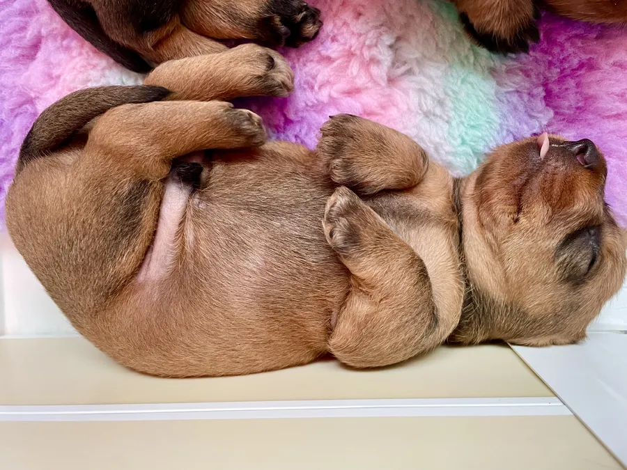 Wire Haired Teckel puppies