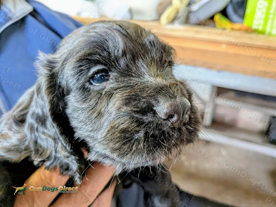 3 healthy well bred pups ready soon