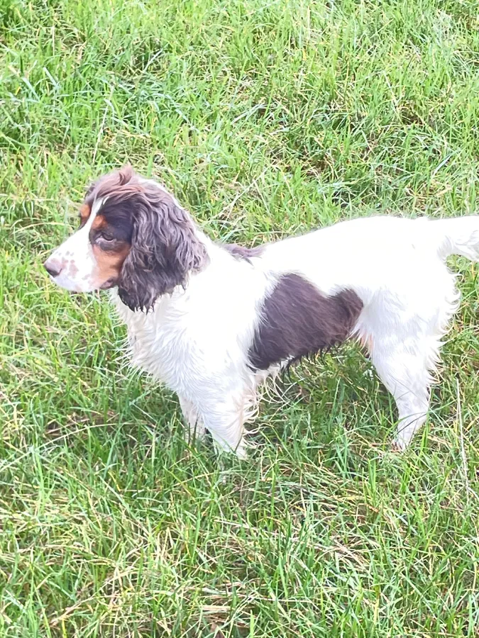 Working Cocker Spaniel Puppies