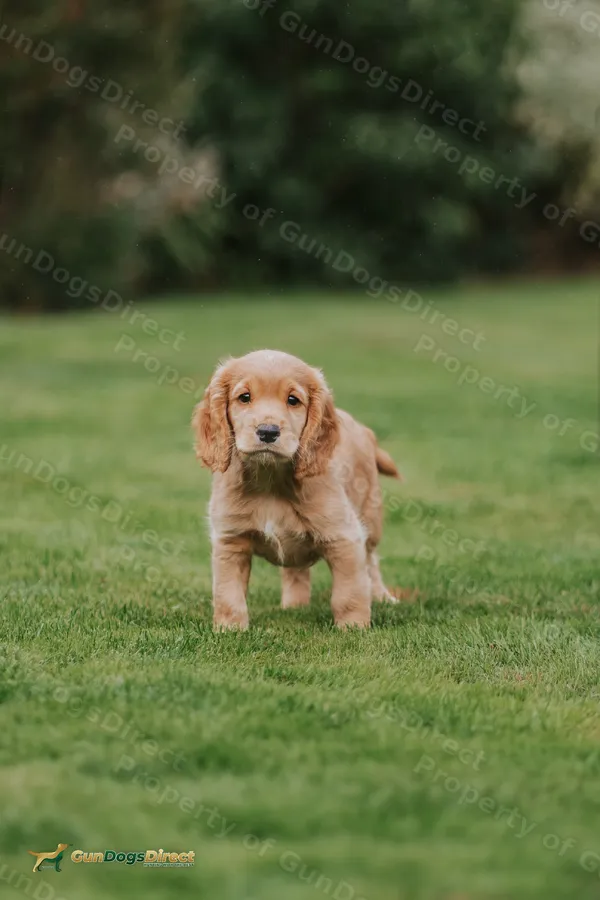 Working Cocker Dog pup