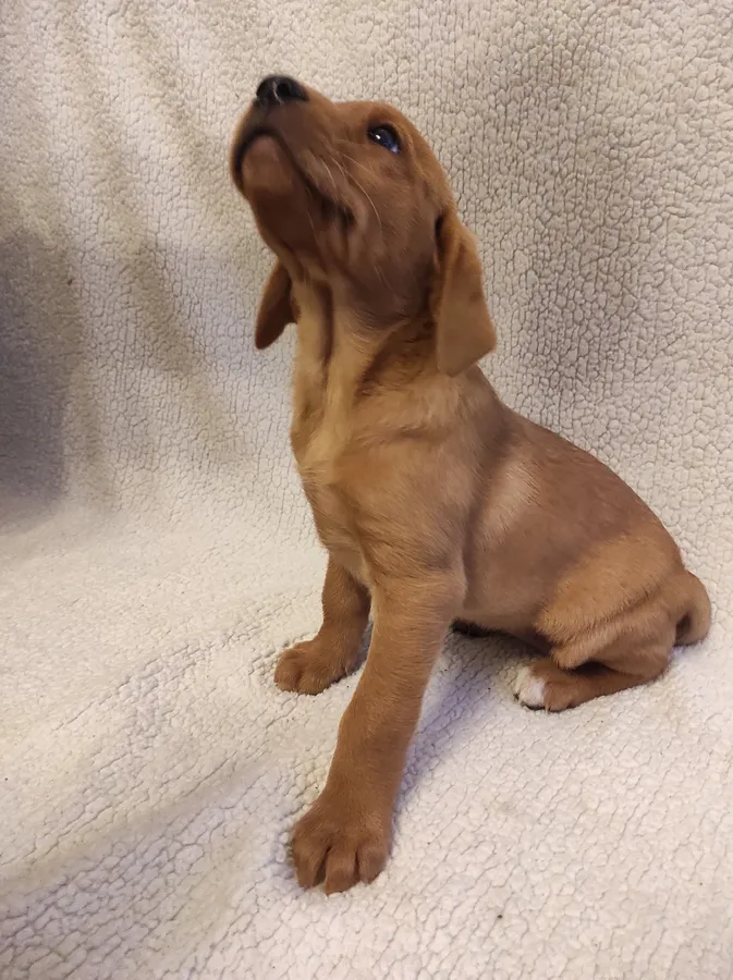 Firethorne Fox Red Labradors