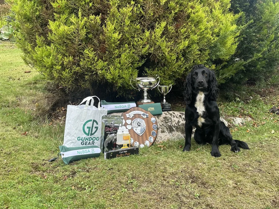 Field trial winning Cocker Spaniel at stud
