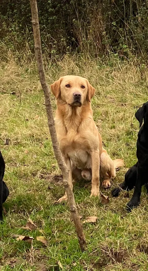 Yellow Lab Dog