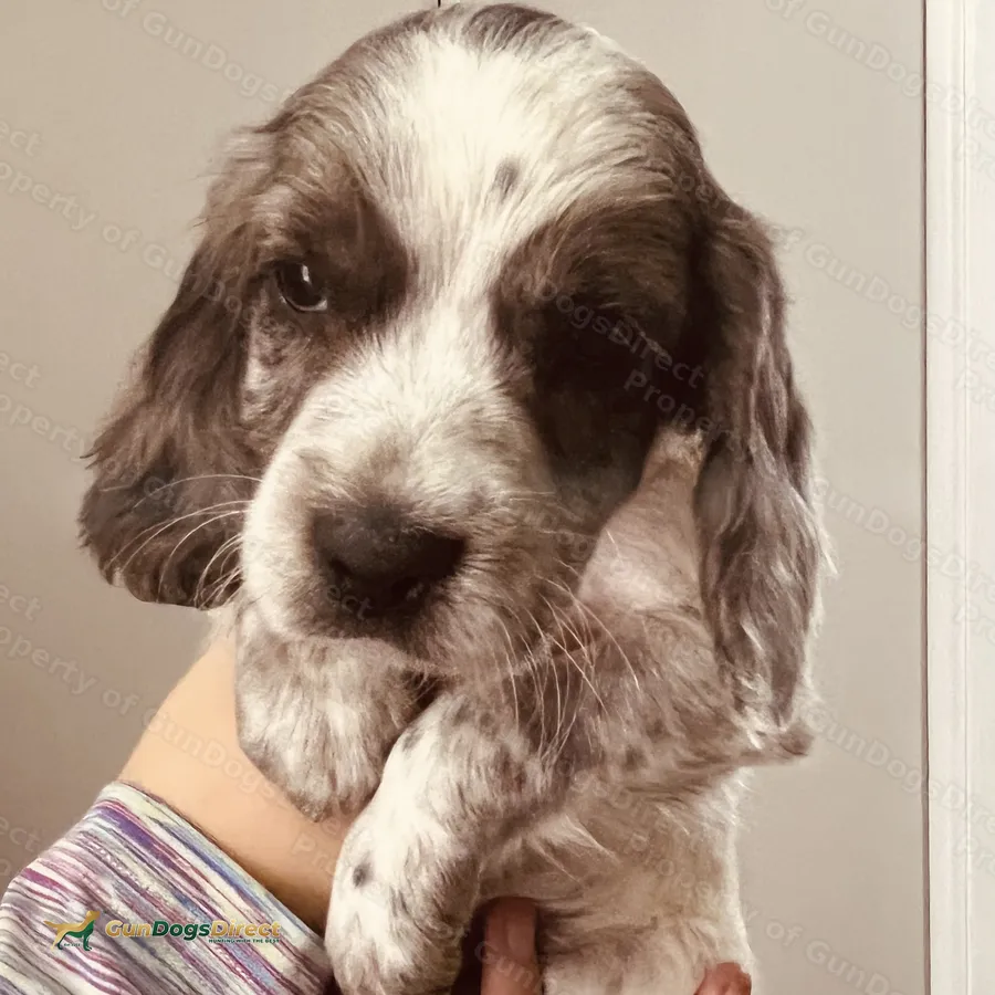 Sprocker spaniel puppies