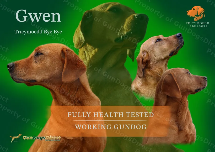 Fox Red Labradors Available