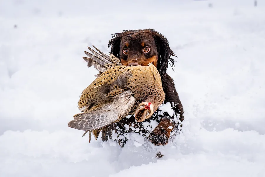 KC Working Cocker Spaniel Health Tested