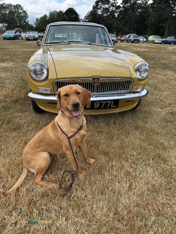 Superb well grown yellow girl