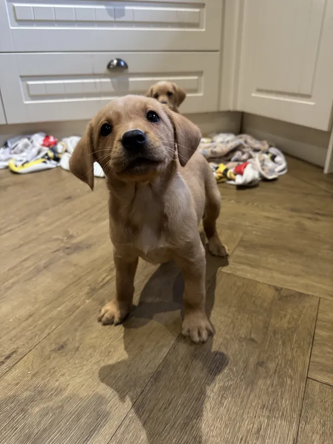 Female KC reg from health tested parents