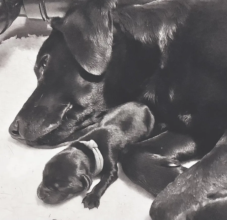 Male Black Labrador Pups available