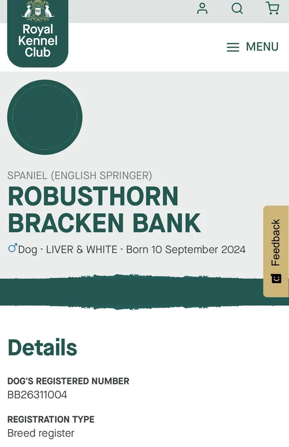 Liver and white Springer spaniel dog