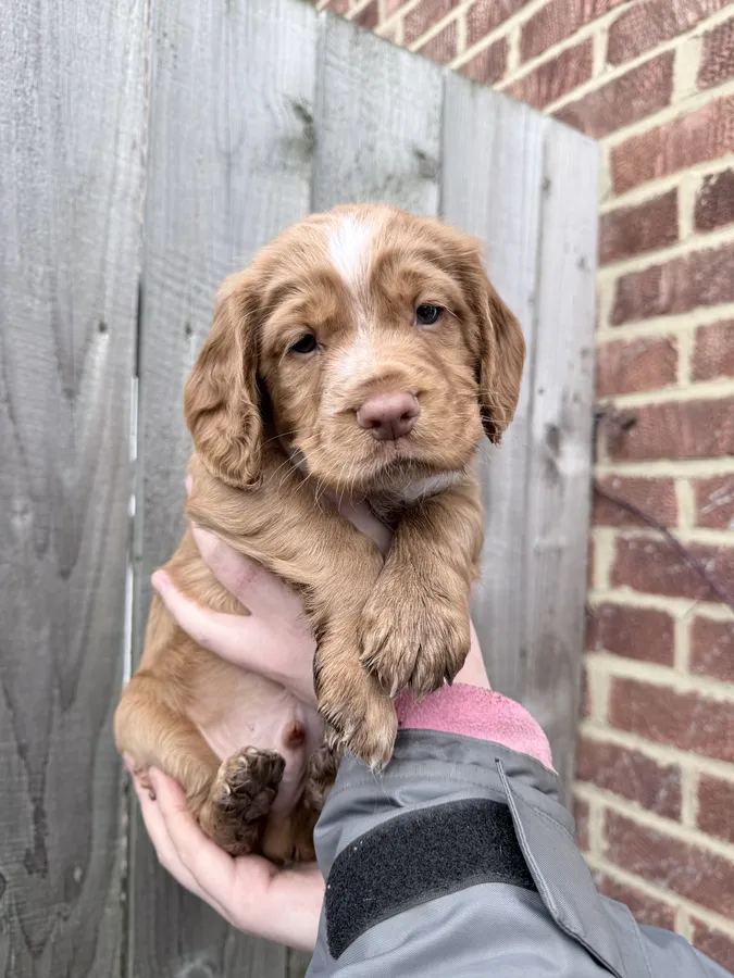 Kc Registered Cocker Spaniels