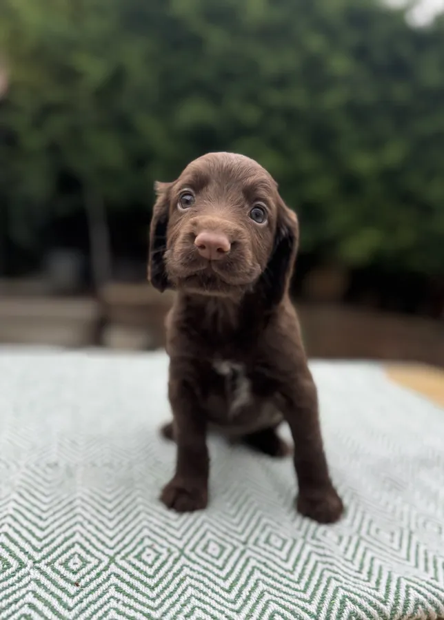 Kc Register working cocker spaniels