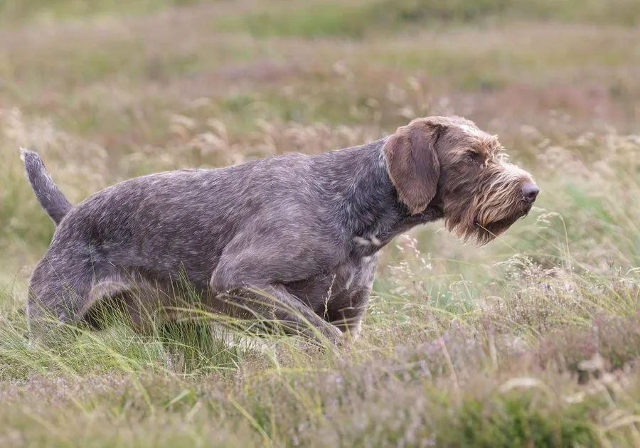 Gorgeous GWP Puppies