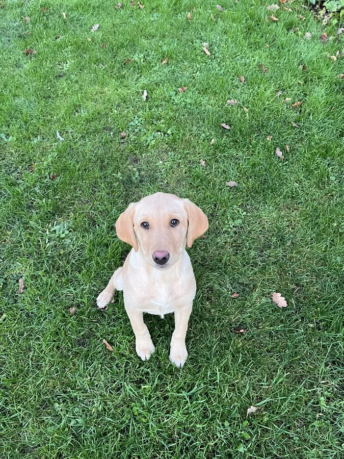 Labrador pup