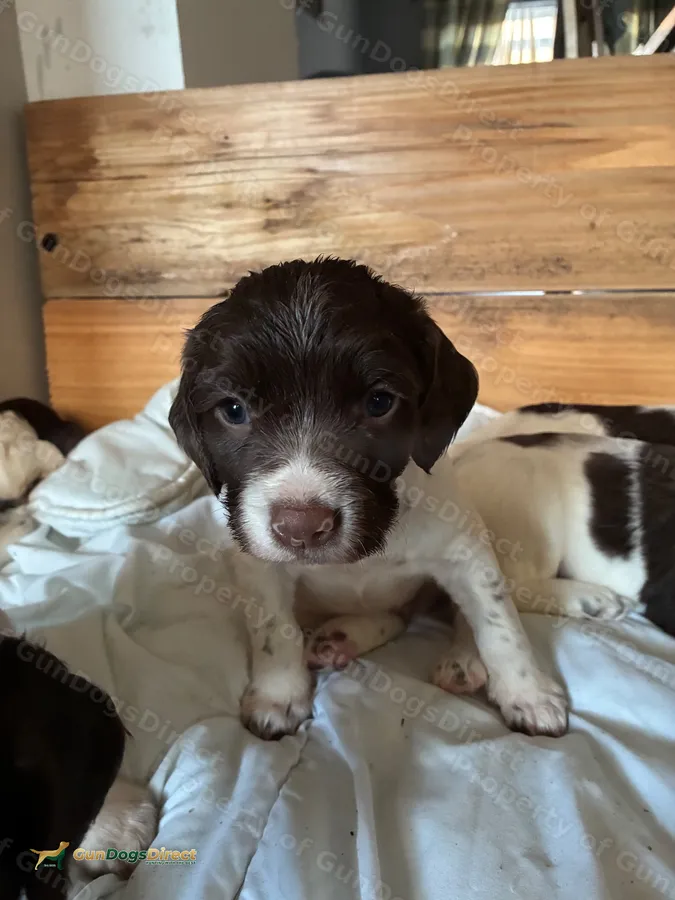 Springer spaniel puppies
