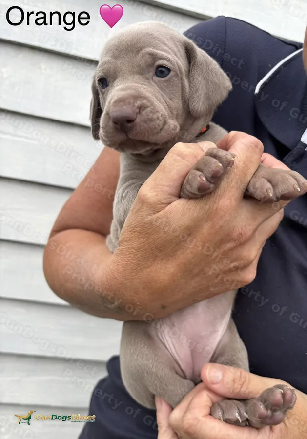 Confirmed litter due mid August