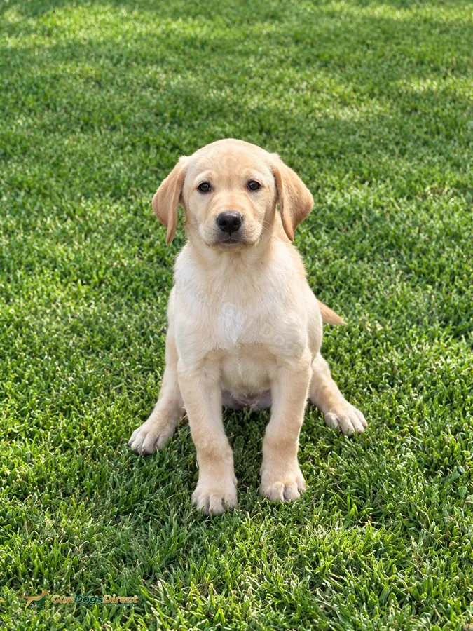 Working Labrdor Outstanding Working Labrador Puppies | GunDogsDirect