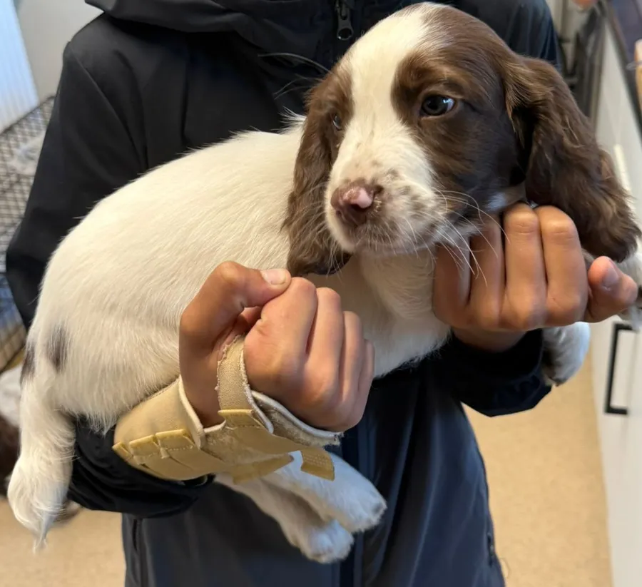 4 boy springer spaniels