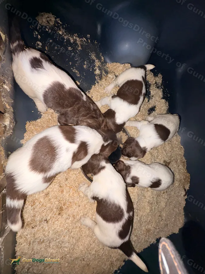 Stunning springer spaniels