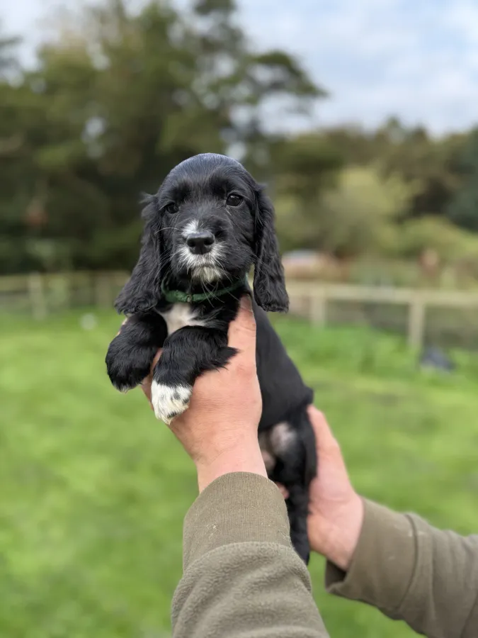 Working cocker spaniel puppies