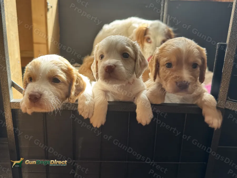 Heath Tested Sprocker Spaniel Puppies
