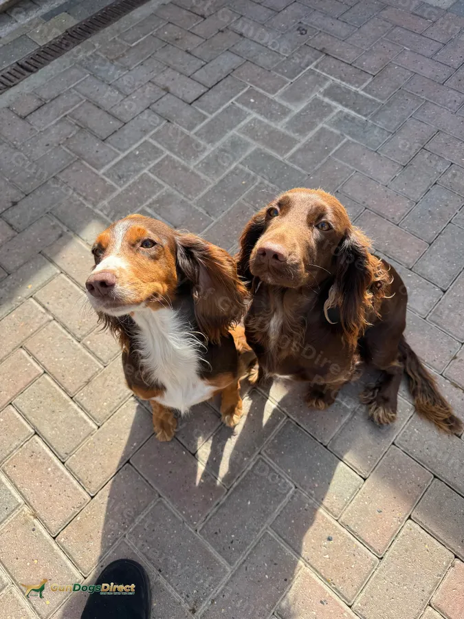 Two working copper spaniel girls