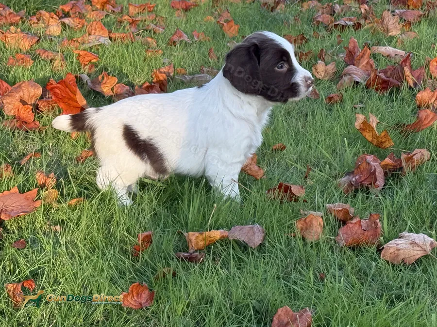 English springer spaniel pups KC registered