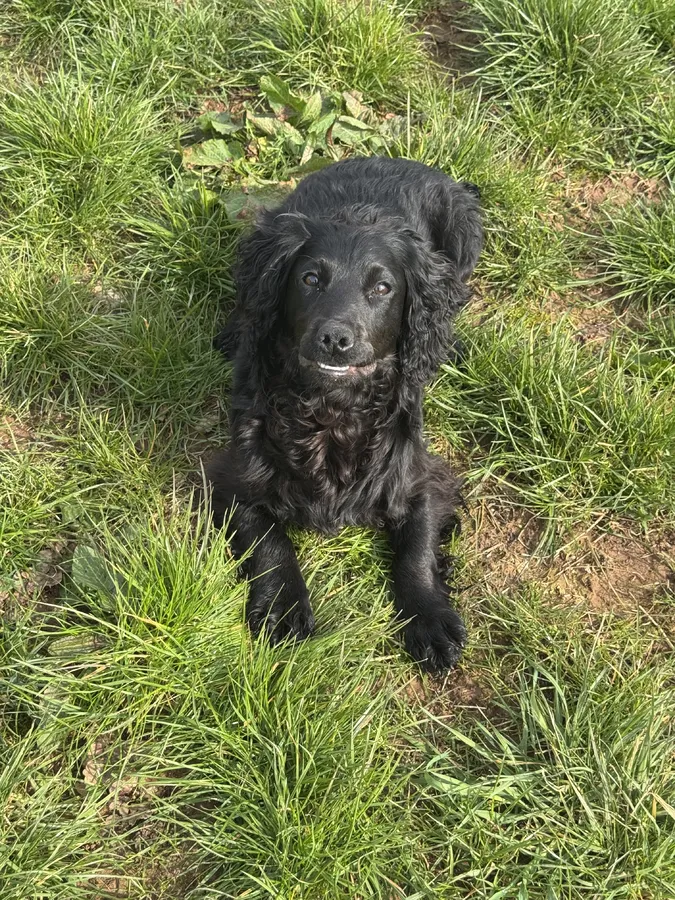 8 month old black dog