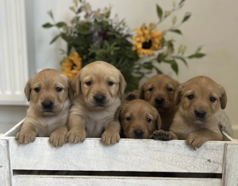 Labrador kc registered