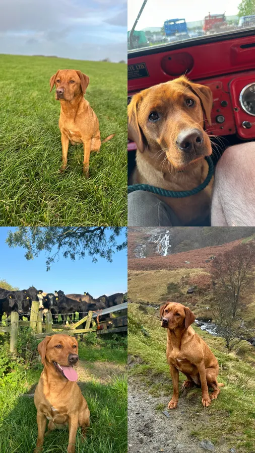 KC Working Fox Red Puppies