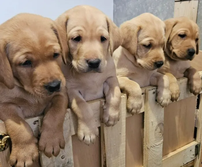 Quality Labrador Puppies