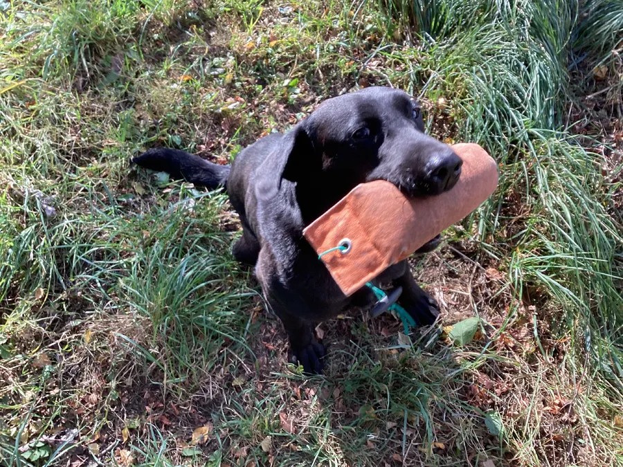 Black Labrador