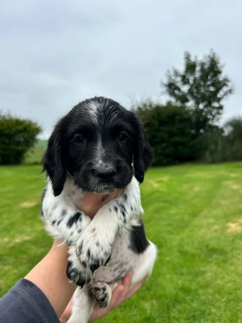Puppy 8