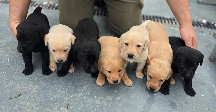 FTW Labrador puppies KC REG