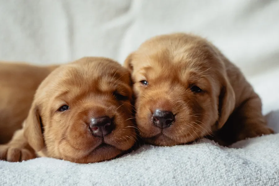 Fully Health Tested FTCH Sired Working Labrador Puppies