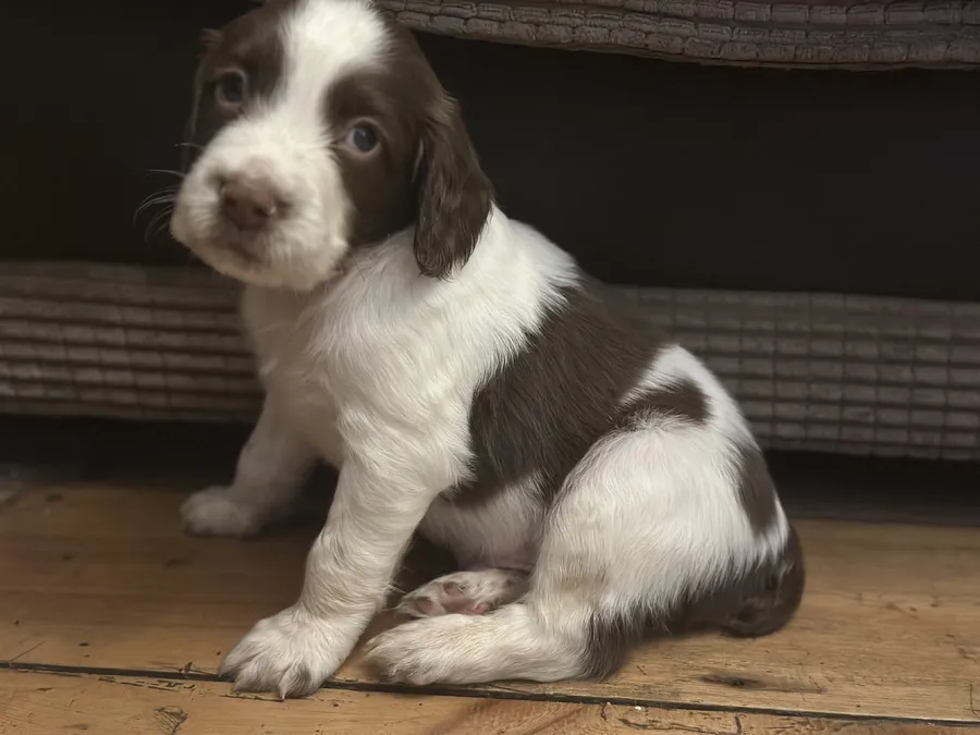 Working Springer Spanile Puppies