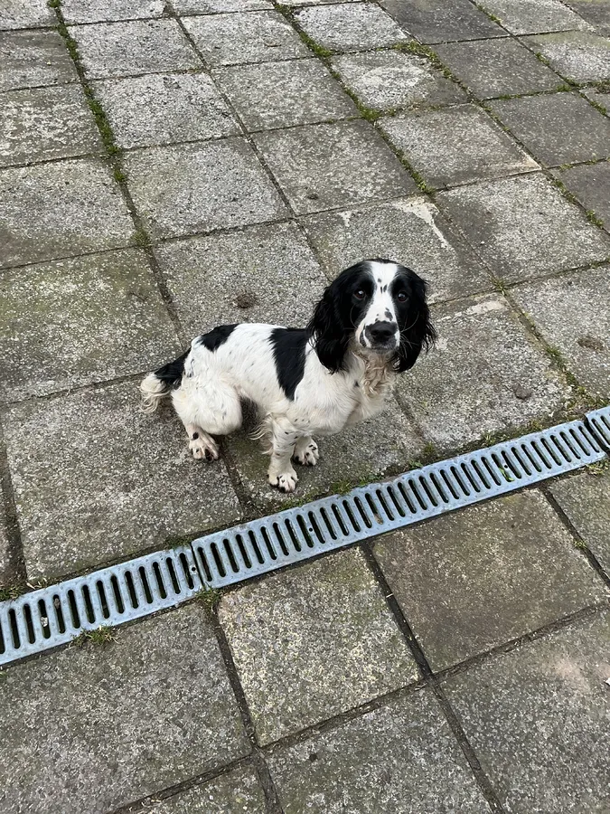 Springer spaniel bitch