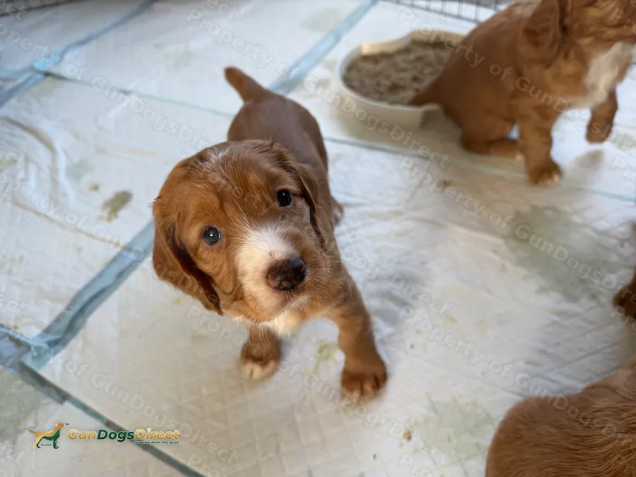 6 KC Working Cocker Spaniels Docked