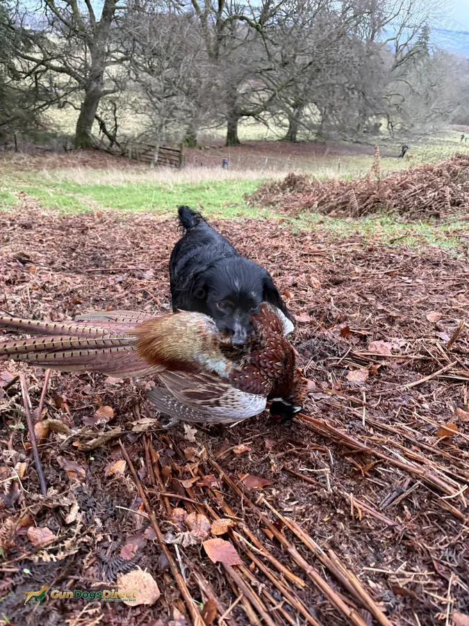 Working Coocker Working Cocker spaniel pups | GunDogsDirect