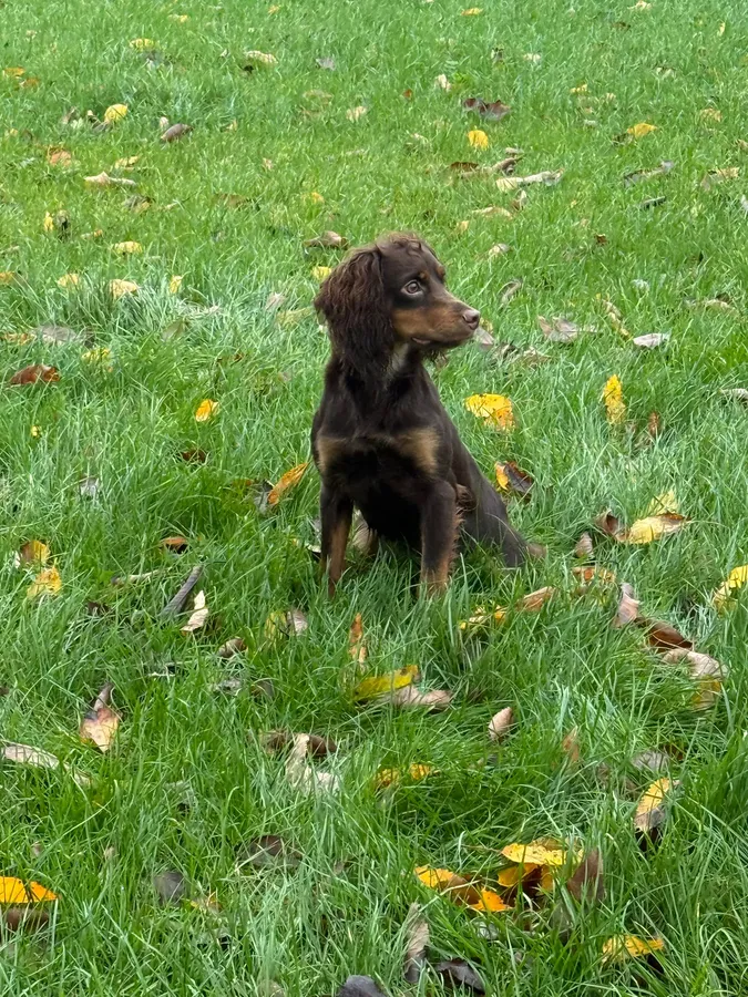 KC Cocker Dog For Sale