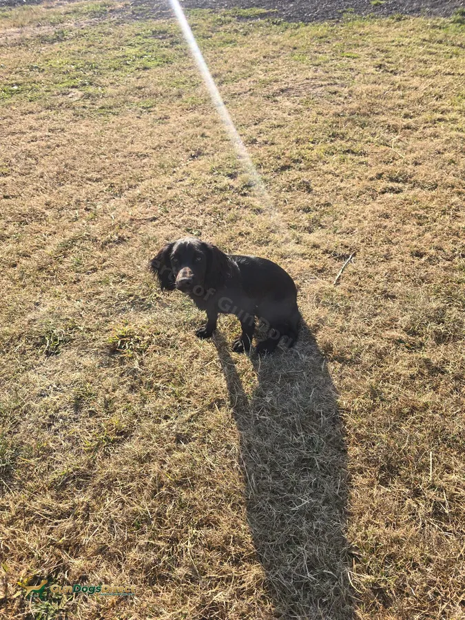 Cocker spaniel Dog