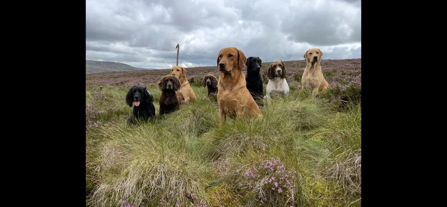 Cocker Spaniel puppies